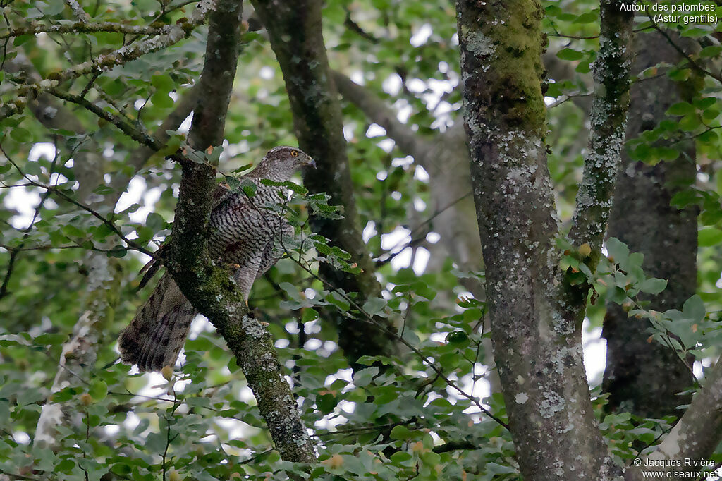 Eurasian Goshawk female adult breeding, identification