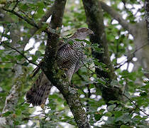 Eurasian Goshawk