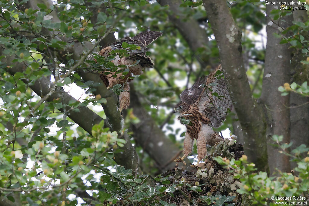 Northern Goshawkimmature, identification, Reproduction-nesting