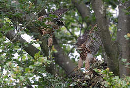 Eurasian Goshawk