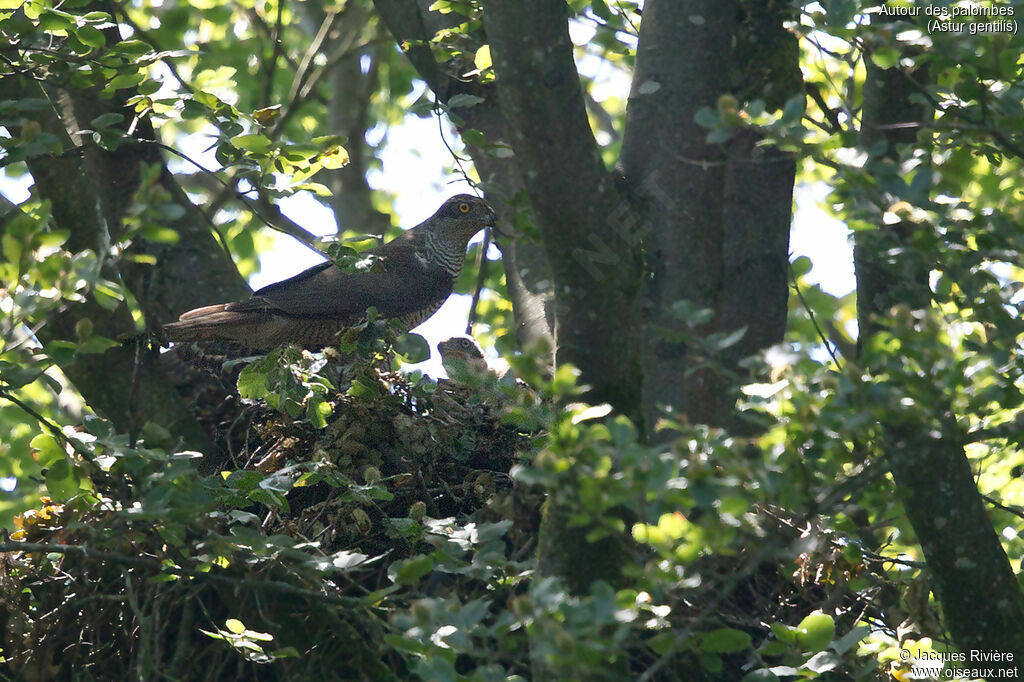 Eurasian Goshawk female adult, identification, Reproduction-nesting