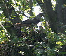 Eurasian Goshawk