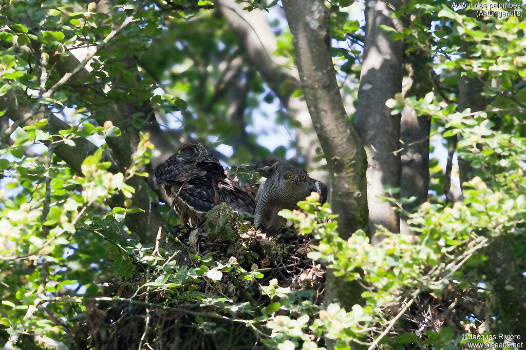 Northern Goshawkadult breeding, identification, Reproduction-nesting