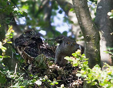 Eurasian Goshawk