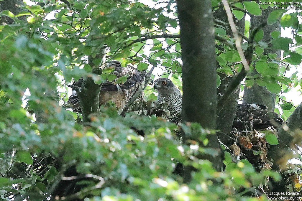 Eurasian Goshawk female adult breeding, identification, Reproduction-nesting