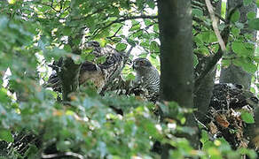 Eurasian Goshawk