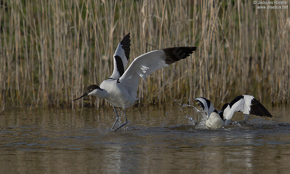 Pied Avocet adult breeding