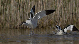 Avocette élégante