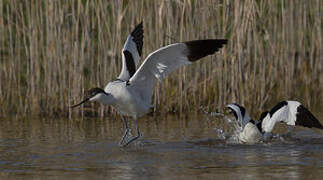 Pied Avocet