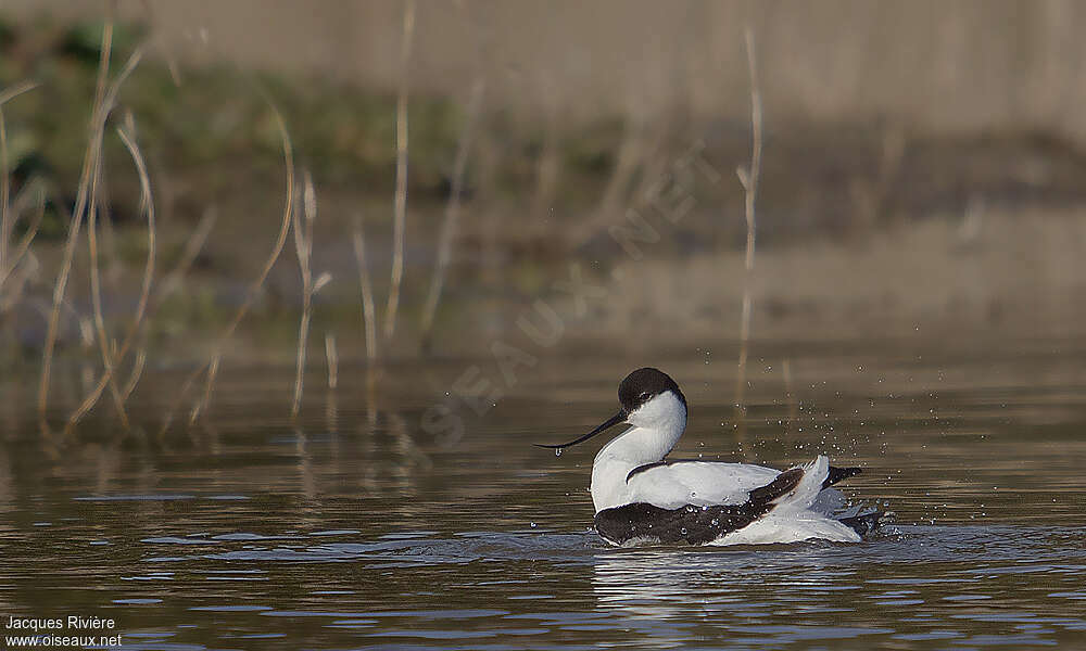 Avocette éléganteadulte nuptial, nage, Comportement