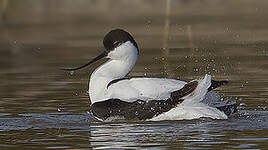 Avocette élégante