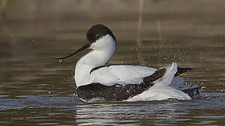 Pied Avocet