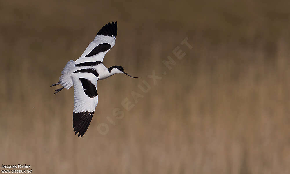 Pied Avocetadult breeding, Flight