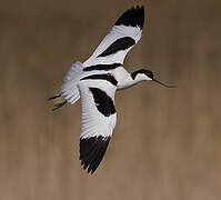 Avocette élégante