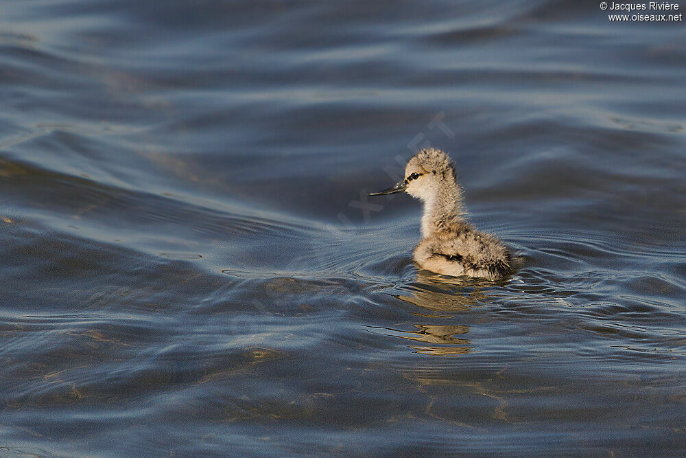 Pied Avocetjuvenile