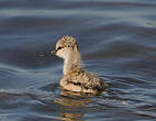 Avocette élégante