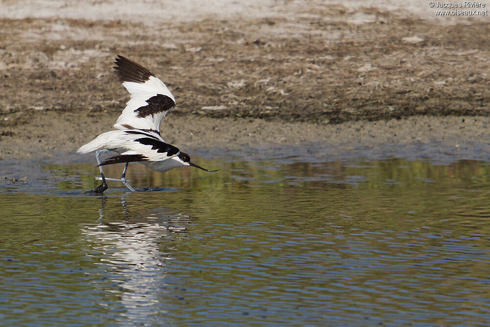 Pied Avocetadult breeding, Behaviour