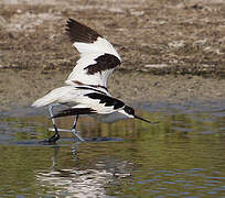 Pied Avocet