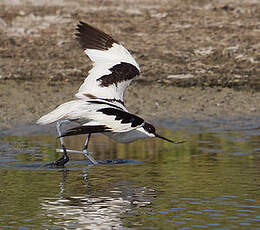 Avocette élégante