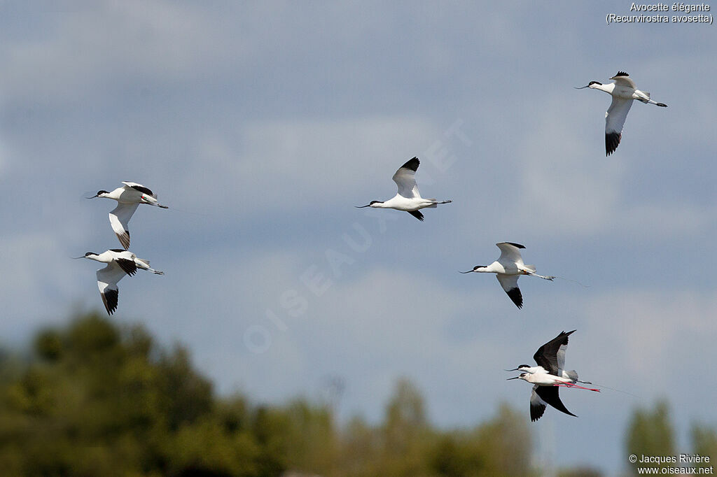 Avocette éléganteadulte, Vol