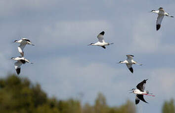 Avocette élégante