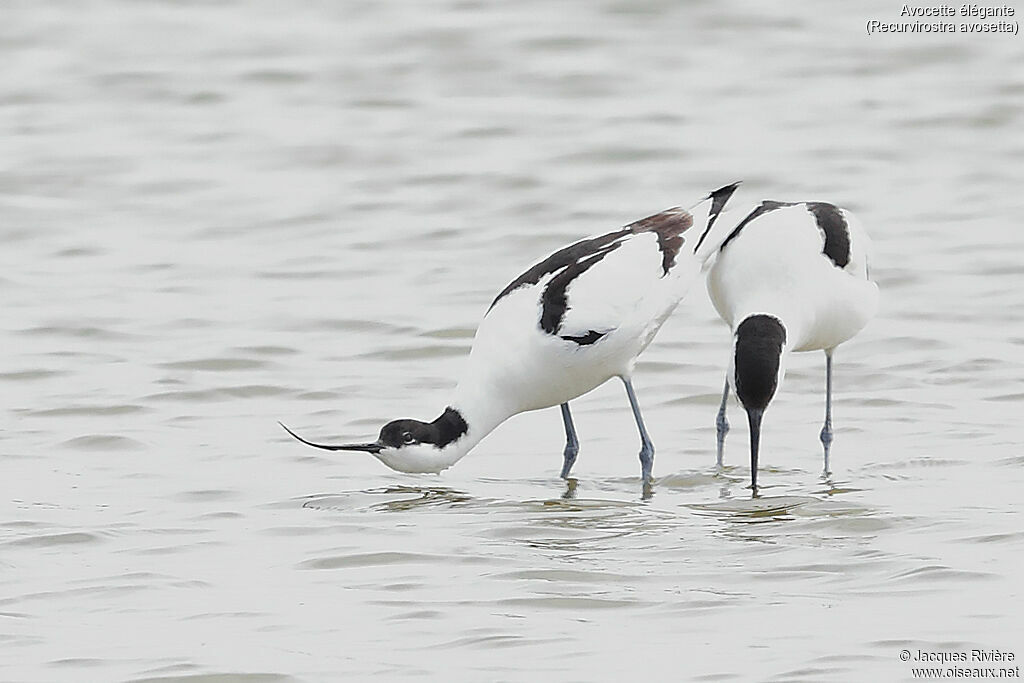 Avocette éléganteadulte, accouplement.