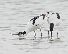 Avocette élégante