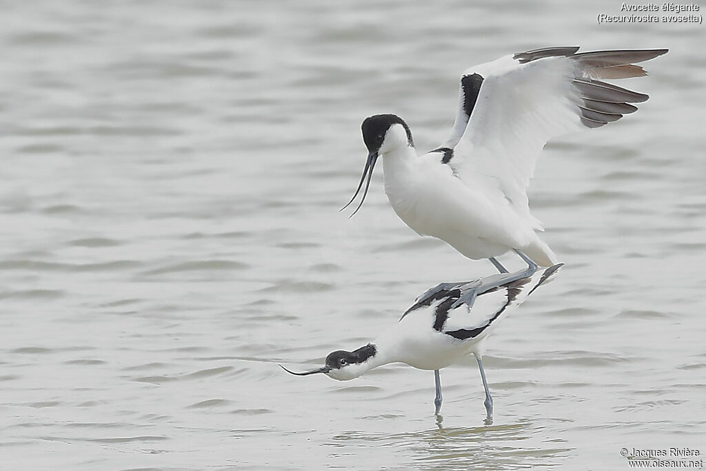 Pied Avocetadult, mating.