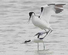 Avocette élégante