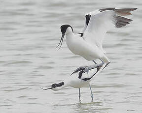 Avocette élégante