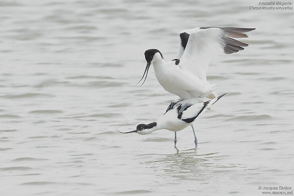 Avocette éléganteadulte, accouplement.