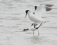 Avocette élégante