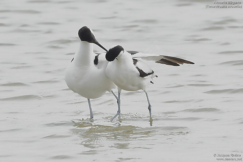 Pied Avocetadult, mating.