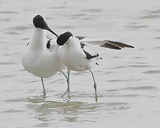 Pied Avocet