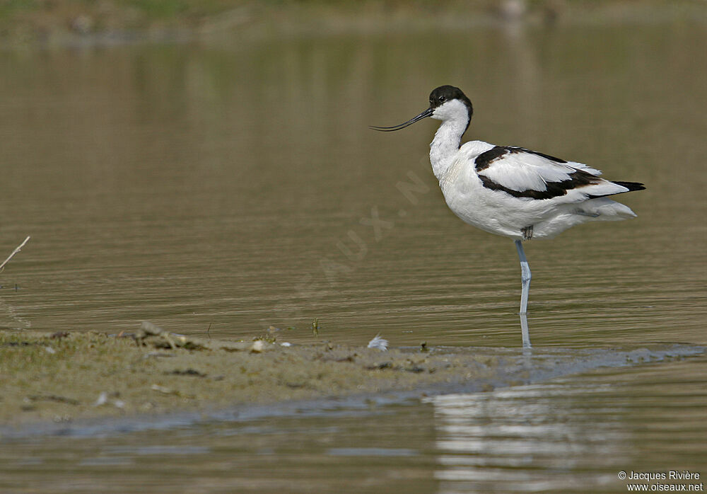 Avocette éléganteadulte nuptial