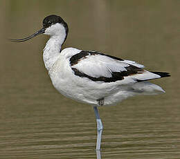 Avocette élégante