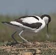 Avocette élégante