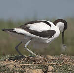 Avocette élégante
