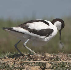 Avocette élégante