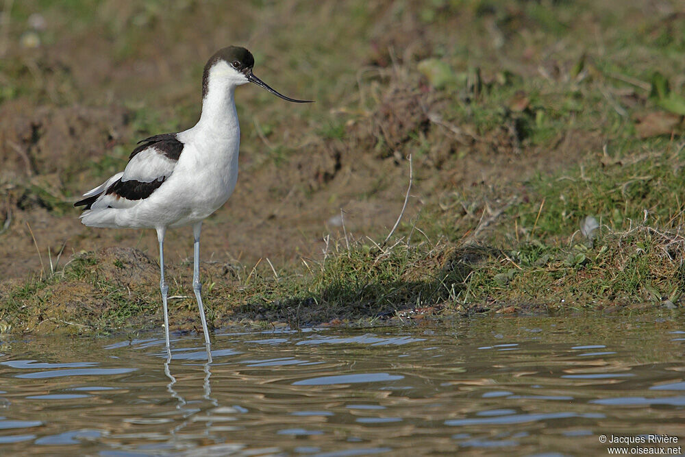 Pied Avocetadult breeding