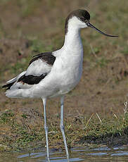 Avocette élégante