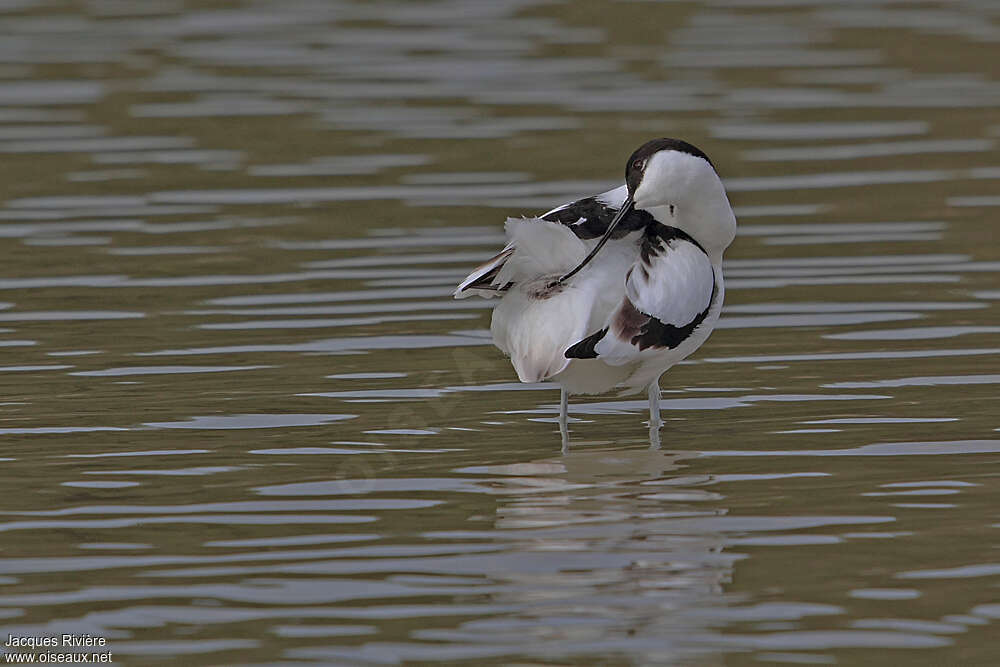 Pied Avocetadult breeding, Behaviour