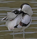 Avocette élégante