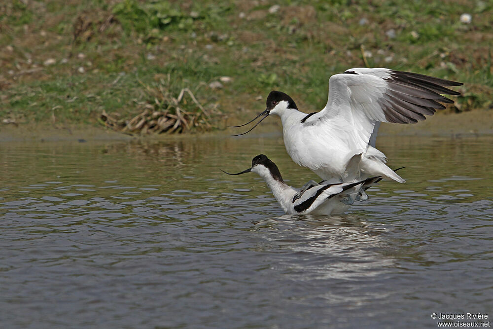 Avocette éléganteadulte nuptial, Comportement