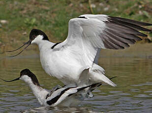 Avocette élégante