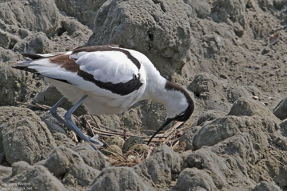 Avocette éléganteadulte nuptial, Nidification