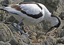 Avocette élégante