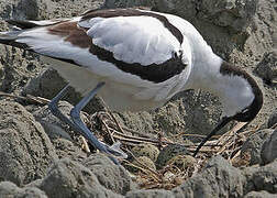 Pied Avocet