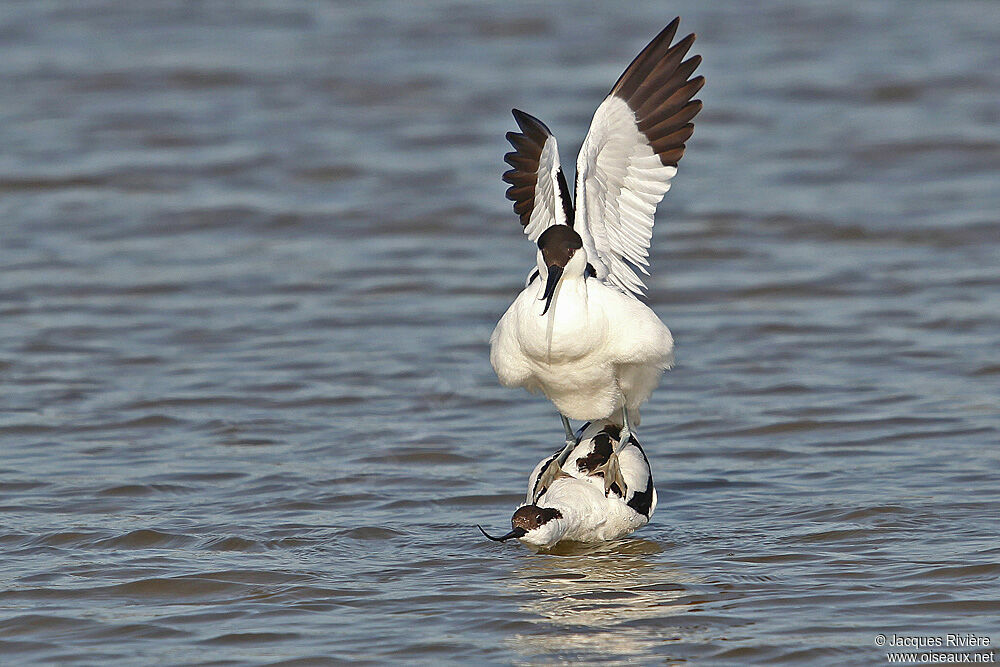 Avocette éléganteadulte nuptial, Comportement