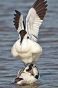 Pied Avocet